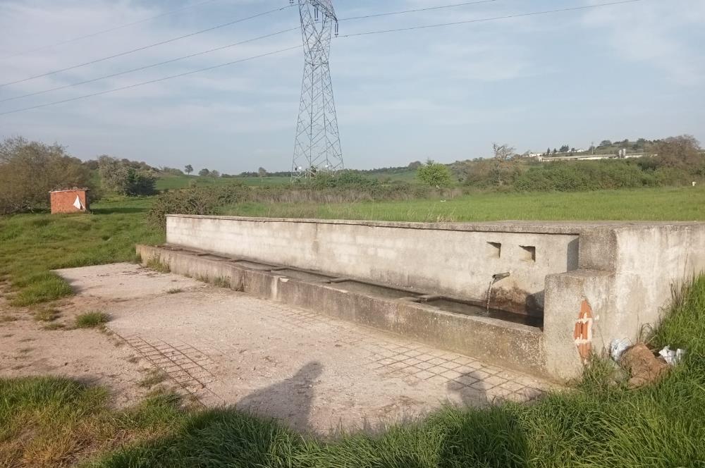 C21 BAL'dan SATILIK TARLA Yeniköy'de HAYVANCILIK ve TARIMA uygun