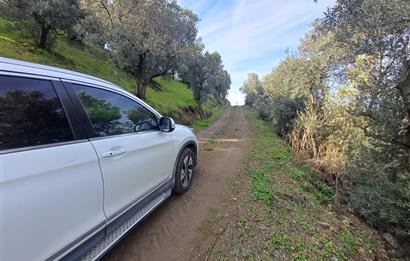 C21 Cius; Gençali'de Deniz Manzaralı 2000 M2 Zeytinlik