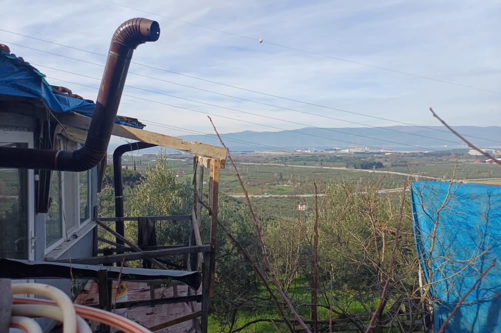 C21 Cius; Gençali'de Deniz Manzaralı 2000 M2 Zeytinlik