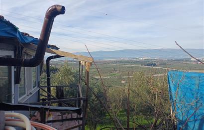 C21 Cius; Gençali'de Deniz Manzaralı 2000 M2 Zeytinlik