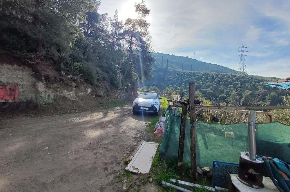 C21 Cius; Gençali'de Deniz Manzaralı 2000 M2 Zeytinlik