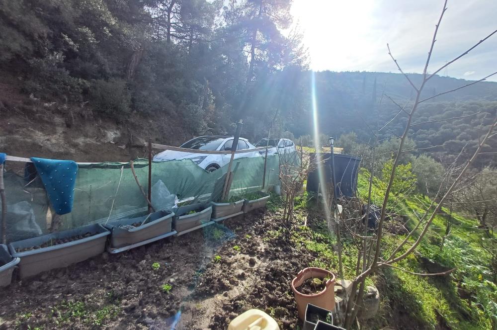 C21 Cius; Gençali'de Deniz Manzaralı 2000 M2 Zeytinlik