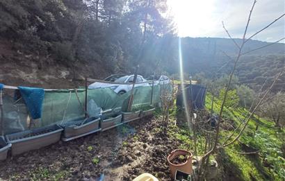 C21 Cius; Gençali'de Deniz Manzaralı 2000 M2 Zeytinlik