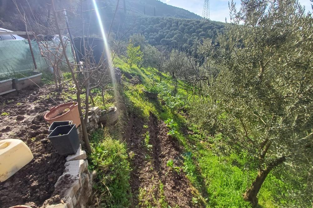 C21 Cius; Gençali'de Deniz Manzaralı 2000 M2 Zeytinlik