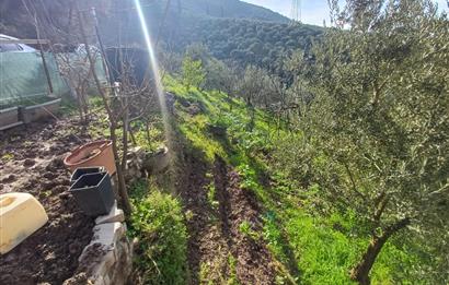 C21 Cius; Gençali'de Deniz Manzaralı 2000 M2 Zeytinlik