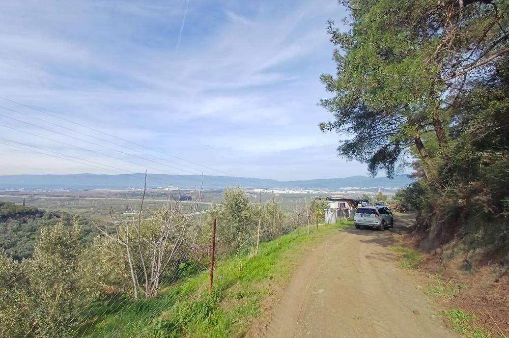 C21 Cius; Gençali'de Deniz Manzaralı 2000 M2 Zeytinlik