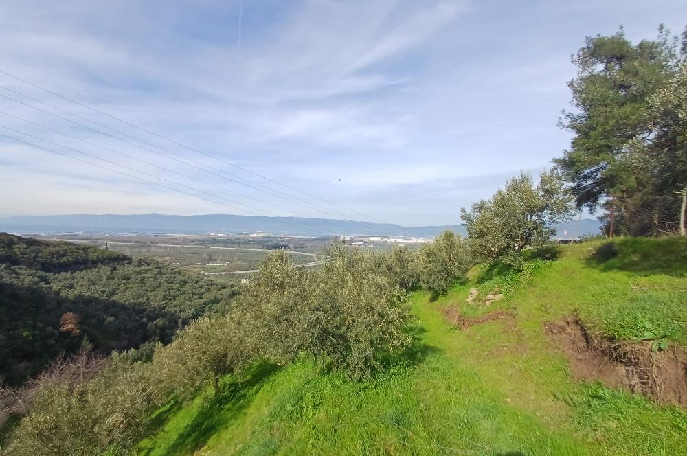 C21 Cius; Gençali'de Deniz Manzaralı 2000 M2 Zeytinlik