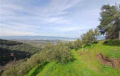 C21 Cius; Gençali'de Deniz Manzaralı 2000 M2 Zeytinlik