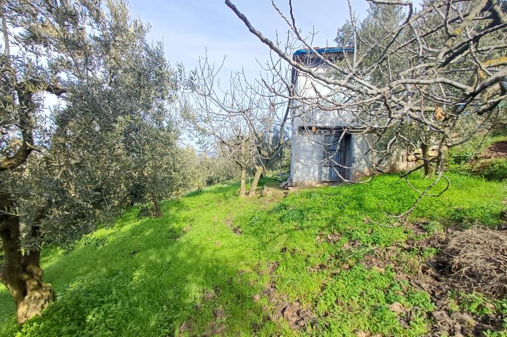 C21 Cius; Gençali'de Deniz Manzaralı 2000 M2 Zeytinlik