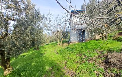 C21 Cius; Gençali'de Deniz Manzaralı 2000 M2 Zeytinlik