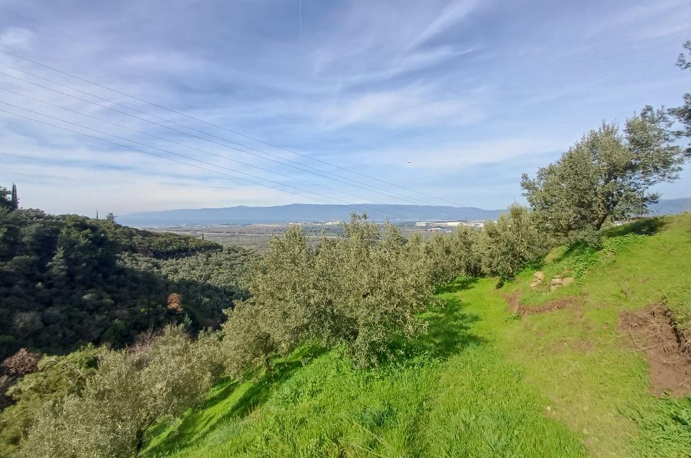C21 Cius; Gençali'de Deniz Manzaralı 2000 M2 Zeytinlik