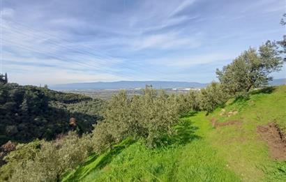 C21 Cius; Gençali'de Deniz Manzaralı 2000 M2 Zeytinlik