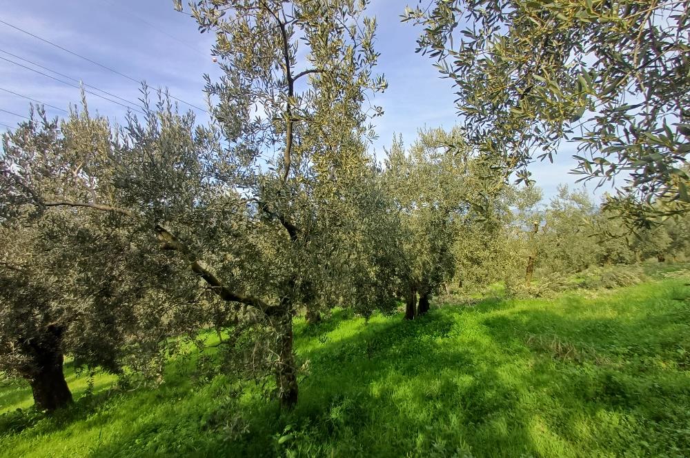 C21 Cius; Gençali'de Deniz Manzaralı 2000 M2 Zeytinlik