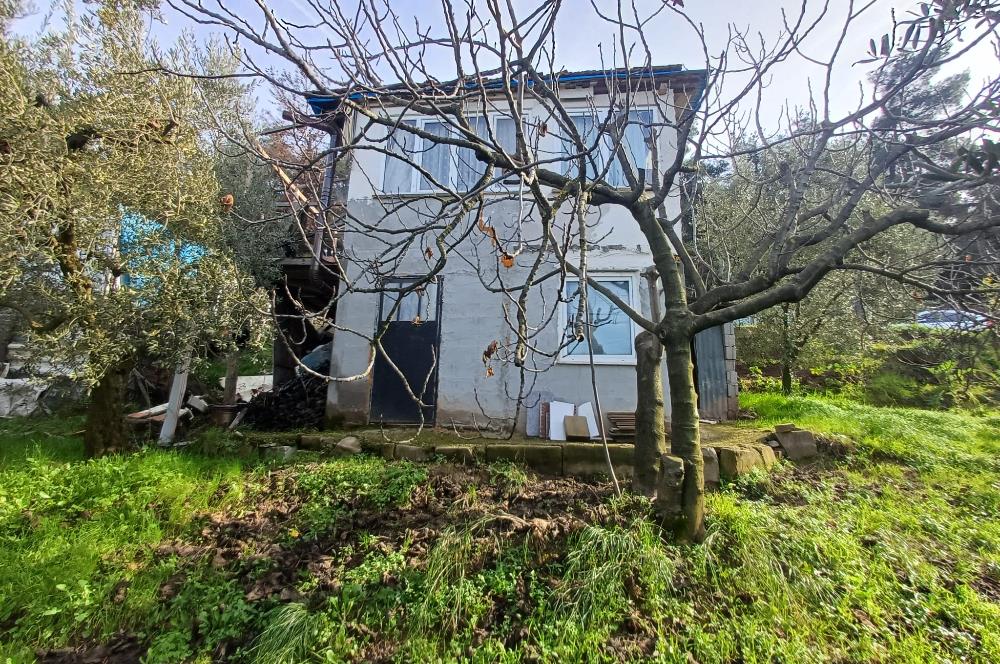 C21 Cius; Gençali'de Deniz Manzaralı 2000 M2 Zeytinlik