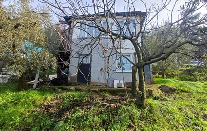 C21 Cius; Gençali'de Deniz Manzaralı 2000 M2 Zeytinlik