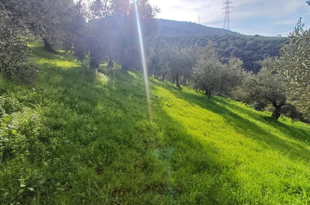 C21 Cius; Gençali'de Deniz Manzaralı 2000 M2 Zeytinlik