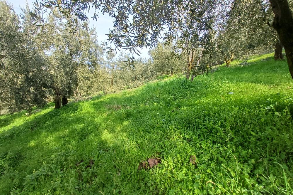 C21 Cius; Gençali'de Deniz Manzaralı 2000 M2 Zeytinlik