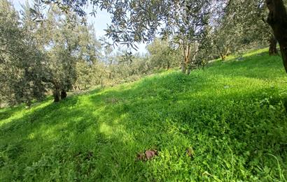 C21 Cius; Gençali'de Deniz Manzaralı 2000 M2 Zeytinlik