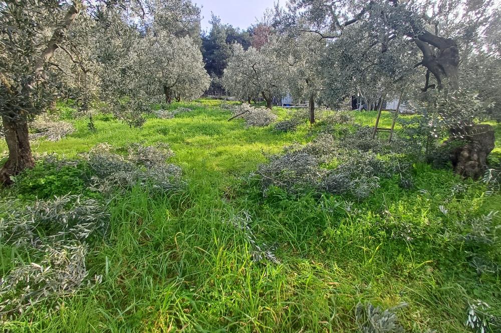C21 Cius; Gençali'de Deniz Manzaralı 2000 M2 Zeytinlik