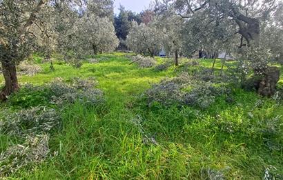 C21 Cius; Gençali'de Deniz Manzaralı 2000 M2 Zeytinlik