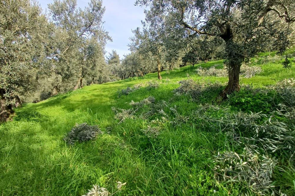 C21 Cius; Gençali'de Deniz Manzaralı 2000 M2 Zeytinlik