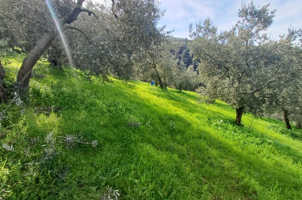 C21 Cius; Gençali'de Deniz Manzaralı 2000 M2 Zeytinlik