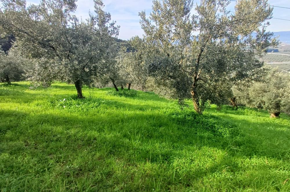 C21 Cius; Gençali'de Deniz Manzaralı 2000 M2 Zeytinlik