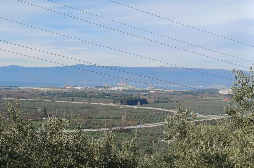 C21 Cius; Gençali'de Deniz Manzaralı 2000 M2 Zeytinlik