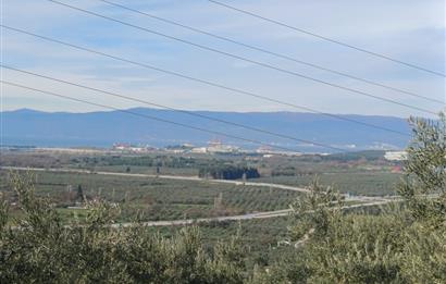 C21 Cius; Gençali'de Deniz Manzaralı 2000 M2 Zeytinlik