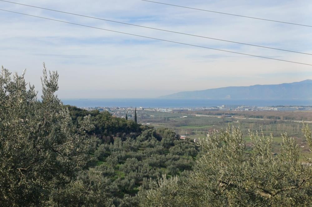 C21 Cius; Gençali'de Deniz Manzaralı 2000 M2 Zeytinlik