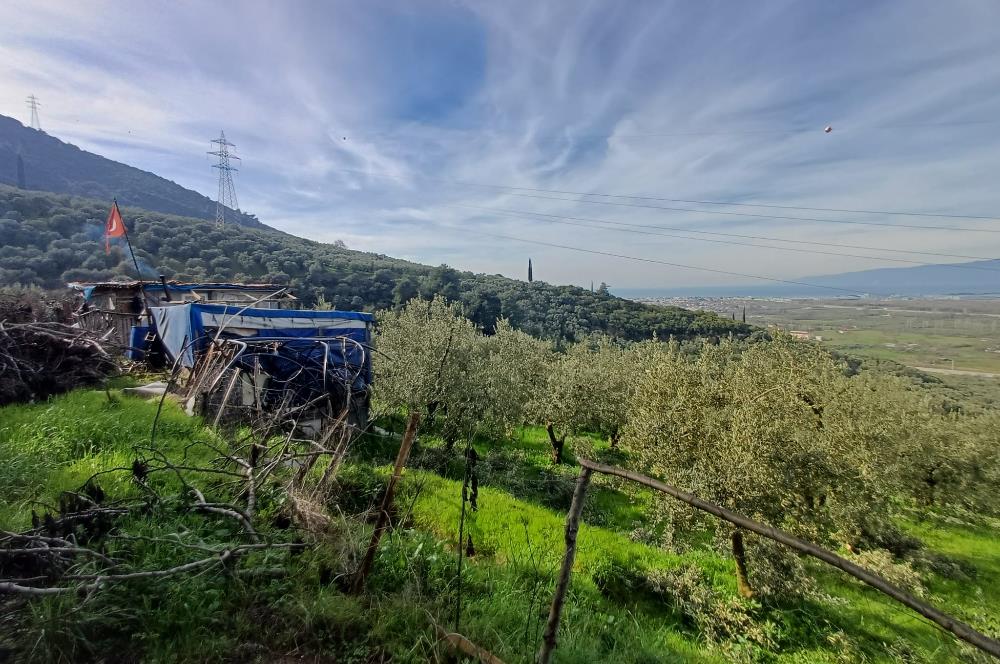 C21 Cius; Gençali'de Deniz Manzaralı 2000 M2 Zeytinlik