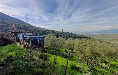 C21 Cius; Gençali'de Deniz Manzaralı 2000 M2 Zeytinlik