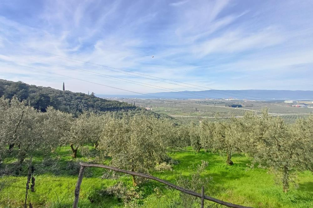 C21 Cius; Gençali'de Deniz Manzaralı 2000 M2 Zeytinlik