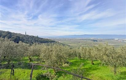 C21 Cius; Gençali'de Deniz Manzaralı 2000 M2 Zeytinlik