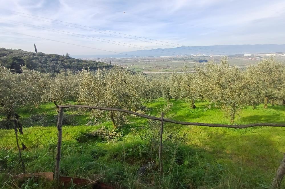 C21 Cius; Gençali'de Deniz Manzaralı 2000 M2 Zeytinlik