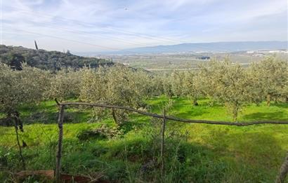 C21 Cius; Gençali'de Deniz Manzaralı 2000 M2 Zeytinlik