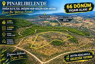 Pınarlıbelende 66 dönüm 1200+ Verimli Ağaçlık Zeytinlik - 3 - 37426