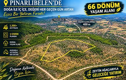 Pınarlıbelende 66 dönüm 1200+ Verimli Ağaçlık Zeytinlik