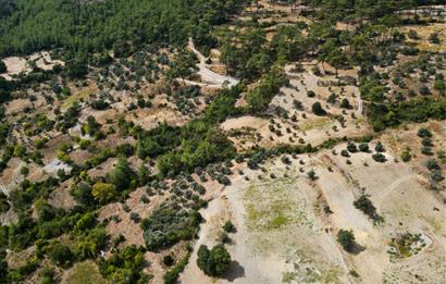 Muğla Milas Kalemköy’de 7.873 m² Satılık Arazi