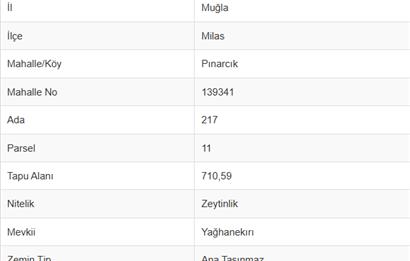 MUĞLA, MİLAS, PINARCIKTA 710 M2 SATILIK ZEYTİNLİK