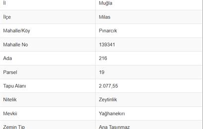 MUĞLA, MİLAS, PINARCIKTA 2.077 M2 SATILIK ZEYTİNLİK