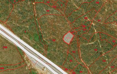 MUĞLA, MİLAS, PINARCIKTA 710 M2 SATILIK ZEYTİNLİK