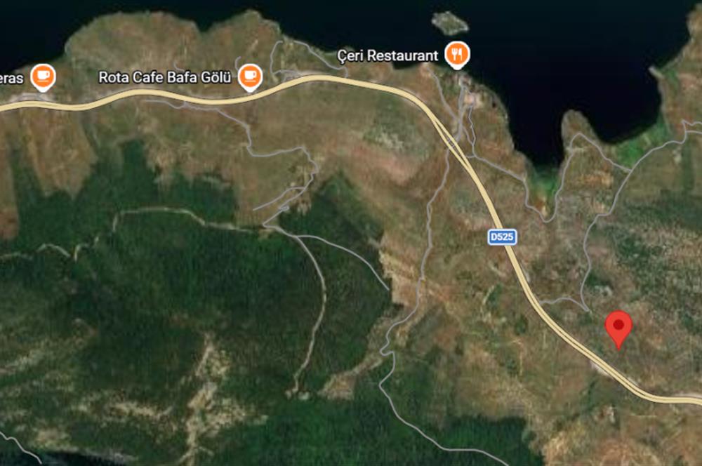 MUĞLA, MİLAS, PINARCIKTA 710 M2 SATILIK ZEYTİNLİK