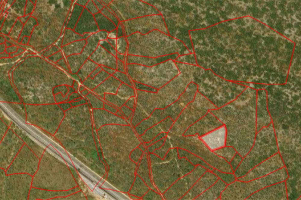 MUĞLA, MİLAS, PINARCIKTA 2.077 M2 SATILIK ZEYTİNLİK