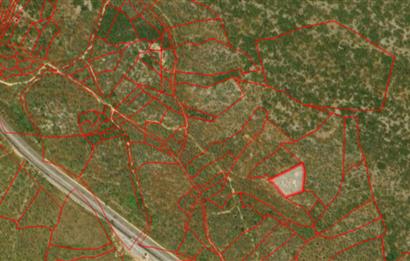 MUĞLA, MİLAS, PINARCIKTA 2.077 M2 SATILIK ZEYTİNLİK