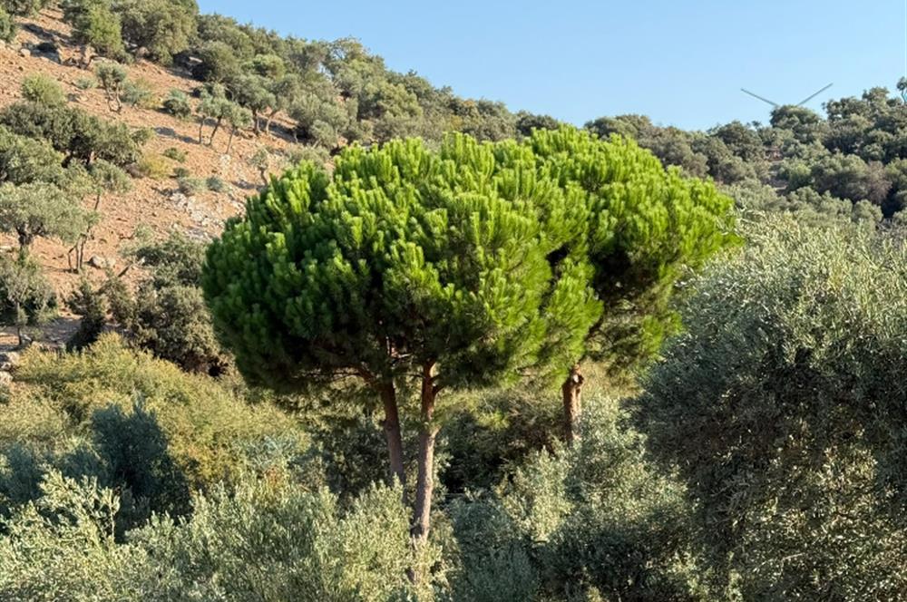 AYDIN, SÖKE, SERÇİN' DE BAFA GÖLÜ MANZARALI 2.893 M2 ZEYTİNLİK