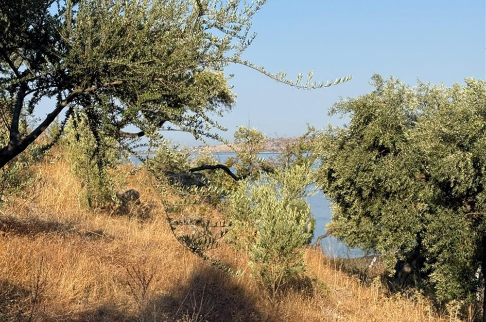 AYDIN, SÖKE, SERÇİN' DE BAFA GÖLÜ MANZARALI 2.893 M2 ZEYTİNLİK