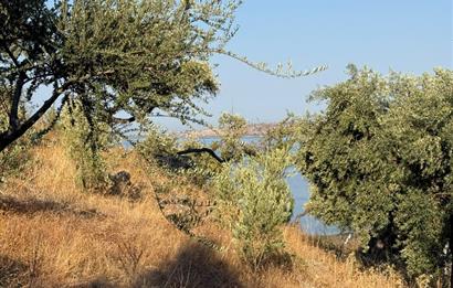 AYDIN, SÖKE, SERÇİN' DE BAFA GÖLÜ MANZARALI 2.893 M2 ZEYTİNLİK