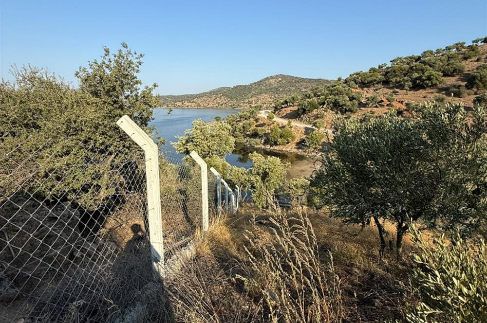 AYDIN, SÖKE, SERÇİN' DE BAFA GÖLÜ MANZARALI 2.893 M2 ZEYTİNLİK