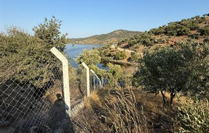 AYDIN, SÖKE, SERÇİN' DE BAFA GÖLÜ MANZARALI 2.893 M2 ZEYTİNLİK
